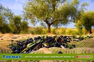 Cifarelli SC 800 EUR5 Teleskopik Zeytin Silkme Meyve Hasat Makinası