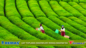 Zomax ZMDH 5315 Şarjlı 4.0 Ah Akülü Sepetli Çay Toplama - Çit Biçme Makinası